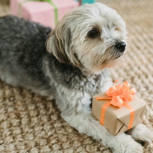 Involving Pets in the Christmas Celebrations